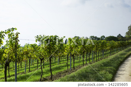 Vineyard rows in an autumnal countryside landscape illustrate the harmony of nature and agriculture in Austrian viticulture. 142285605