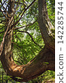 Yatsugatake virgin forest 142285744