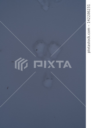 Small footprints left in the fresh snow Small footprints left in the fresh snow 142286231