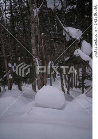 Snow-covered trees and deep snowfields Snow-covered trees and deep snowfields 142286366