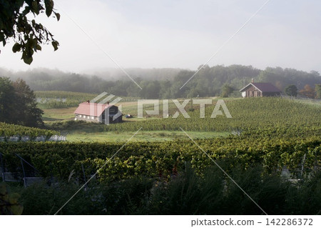 A vineyard shrouded in mist and houses with red roofs. A vineyard shrouded in mist and houses with red roofs. 142286372