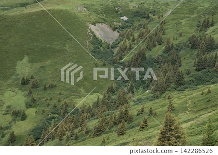 Grassy areas covering steep slopes with scattered trees Grassy areas covering steep slopes with scattered trees 142286526