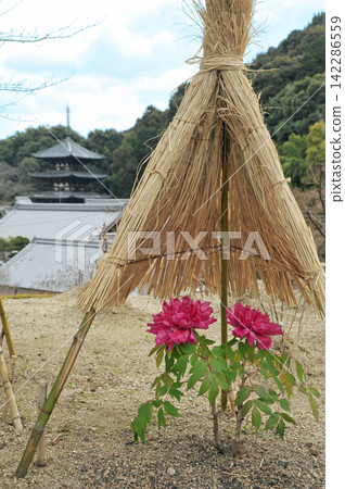 泰摩寺內殿的冬日牡丹 泰摩寺內殿的冬日牡丹 142286559