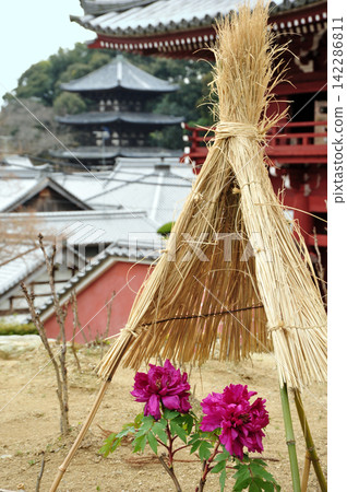 泰摩寺內殿的冬日牡丹 泰摩寺內殿的冬日牡丹 142286811