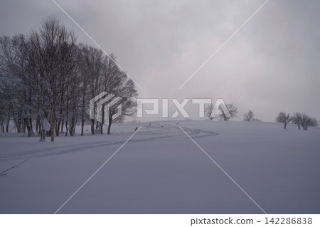 白雪皚皚的平原和籠罩在薄霧中的樹木輪廓。 白雪皚皚的平原和籠罩在薄霧中的樹木輪廓。 142286838
