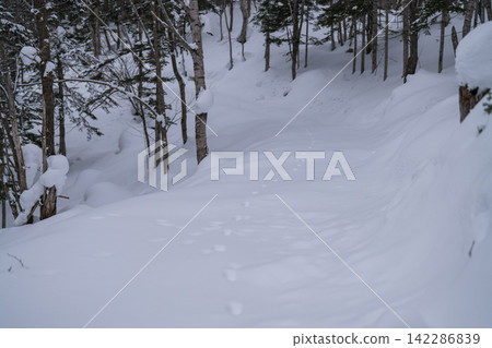 雪坡上留下的動物腳印 142286839