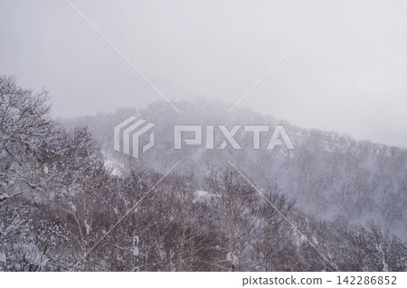 一片被霜雪覆蓋、籠罩在薄霧中的樹林。 一片被霜雪覆蓋、籠罩在薄霧中的樹林。 142286852