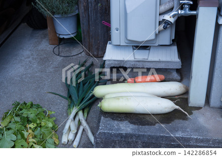 Freshly picked winter vegetables from a home garden, still covered in soil. Freshly picked winter vegetables from a home garden, still covered in soil. 142286854