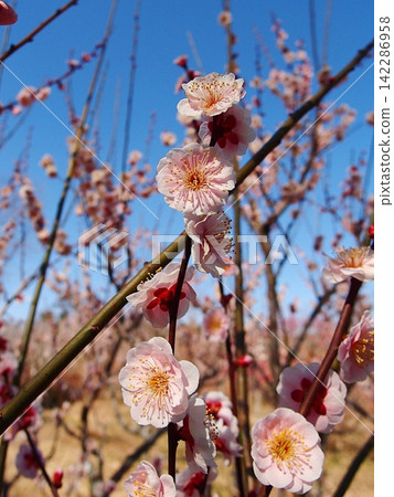 Photographs of the life cycle of plum blossoms Photographs of the life cycle of plum blossoms 142286958