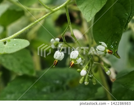 Flower of brown eyedry Flower of brown eyedry 142286983