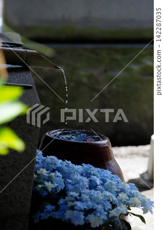 遠州森町極樂寺的繡球花水盆 遠州森町極樂寺的繡球花水盆 142287035