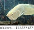Albino Silver Arowana 142287127