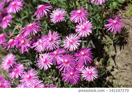 Pink pine flowers blooming in the spring garden Pink pine flowers blooming in the spring garden 142287270