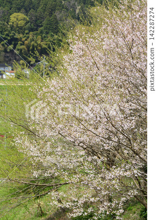 Cherry Blossoms Cherry Blossoms 142287274
