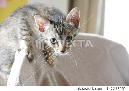 A kitten climbing onto a chair A kitten climbing onto a chair 142287661