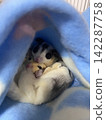 Sugar gliders snuggling together in their bed 142287758