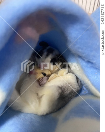 Sugar gliders snuggling together in their bed Sugar gliders snuggling together in their bed 142287758