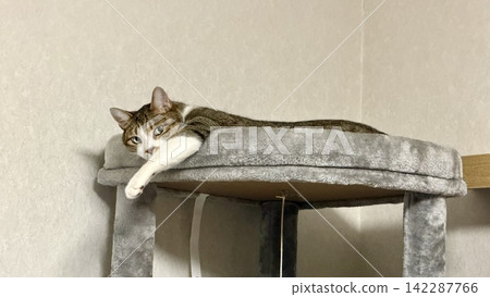 A tabby cat relaxing on a cat tower A tabby cat relaxing on a cat tower 142287766