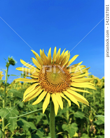 A healthy sunflower A healthy sunflower 142287801