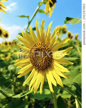 Towards the Sun Towards the Sun 142287803