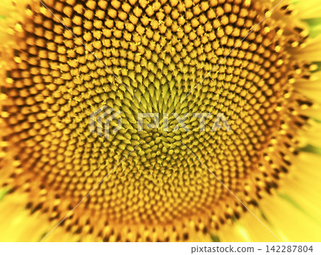 Sunflower close-up Sunflower close-up 142287804