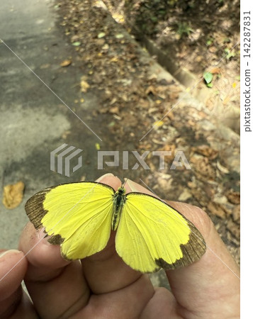 一隻黃色的蝴蝶停在你的手上 一隻黃色的蝴蝶停在你的手上 142287831
