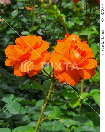 一朵紅玫瑰 142287889