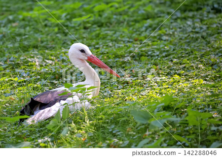 White stork in the wild 142288046