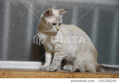 Cat at the window Cat at the window 142288248