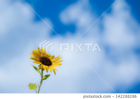 一朵向日葵在藍天白雲的襯托下,燦爛綻放。 一朵向日葵在藍天白雲的襯托下,燦爛綻放。 142288286