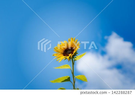 向日葵在晴朗的夏日天空下，沐浴著陽光，絢麗綻放。 142288287