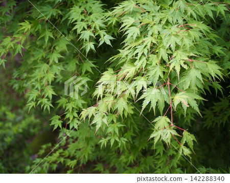 Young leaves of the Japanese maple (Acer palmatum) Young leaves of the Japanese maple (Acer palmatum) 142288340
