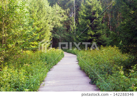 Wooden boardwalk in the forest in summer. Beautiful landscape. Wooden boardwalk in the forest in summer. Beautiful landscape. 142288346