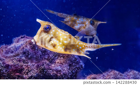 Tropical cowfish icon for educational children book and wildlife print layout 142288430