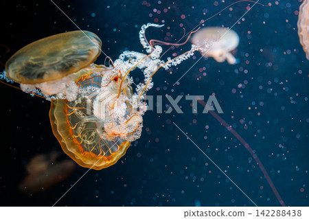 underwater photography jellyfish Chrysaora fuscescens, Pacific sea nettle, West Coast sea nettle underwater photography jellyfish Chrysaora fuscescens, Pacific sea nettle, West Coast sea nettle 142288438