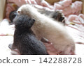 小貓們依偎在一起 142288728