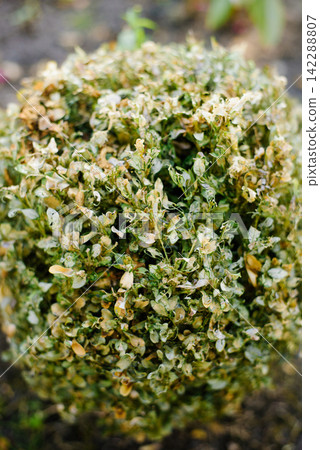Macro View of Boxwood Moth Caterpillar Infestation Macro View of Boxwood Moth Caterpillar Infestation 142288807