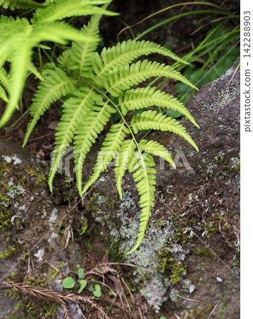 Fern leaves growing on rocky areas Fern leaves growing on rocky areas 142288903