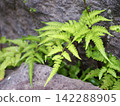 Fern leaves growing on rocky areas 142288905