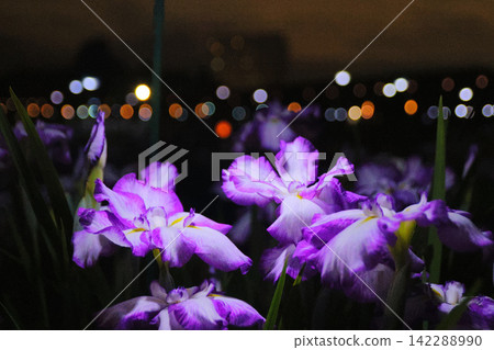 Irises illuminated at night (Tagajo Ruins Iris Garden, Miyagi Prefecture) Irises illuminated at night (Tagajo Ruins Iris Garden, Miyagi Prefecture) 142288990