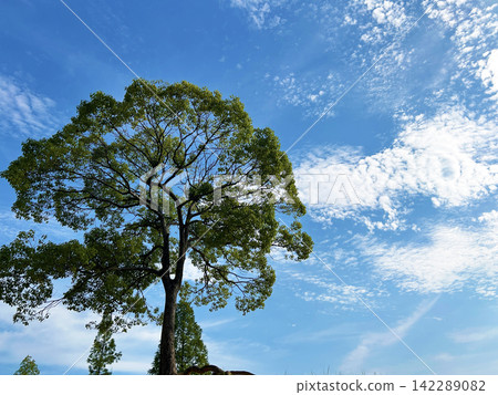Camphor tree shining against the blue sky Camphor tree shining against the blue sky 142289082