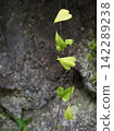 A climbing plant of the Dioscoreaceae family. 142289238