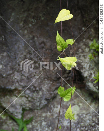 A climbing plant of the Dioscoreaceae family. A climbing plant of the Dioscoreaceae family. 142289238