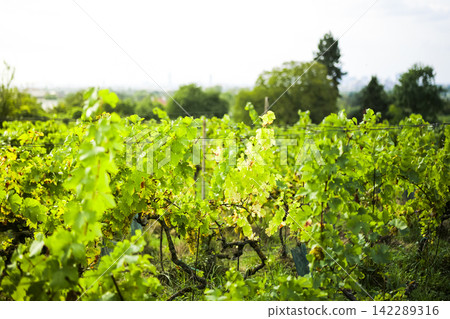 Young woman standing in a vineyard and pointing at grapevines, illustrating harvest season harmony in rural wine landscapes. Young woman standing in a vineyard and pointing at grapevines, illustrating harvest season harmony in rural wine landscapes. 142289316