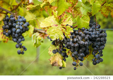 Ripe dark grapes hanging on the vine in a vineyard, illustrating the natural ripening stage in eco friendly viticulture. Ripe dark grapes hanging on the vine in a vineyard, illustrating the natural ripening stage in eco friendly viticulture. 142289323