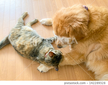 A friendly Golden Retriever and a cat 142289328