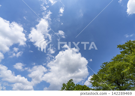 夏天藍天和雲彩和樹 夏天藍天和雲彩和樹 142289469