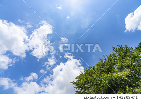 夏天藍天和雲彩和樹 142289471