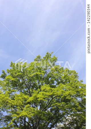 A large zelkova tree, its fresh green leaves shining against the early summer blue sky. A large zelkova tree, its fresh green leaves shining against the early summer blue sky. 142290344