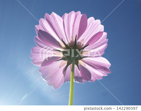 A single, dignified cosmos flower stands out against the blue sky. A single, dignified cosmos flower stands out against the blue sky. 142290397